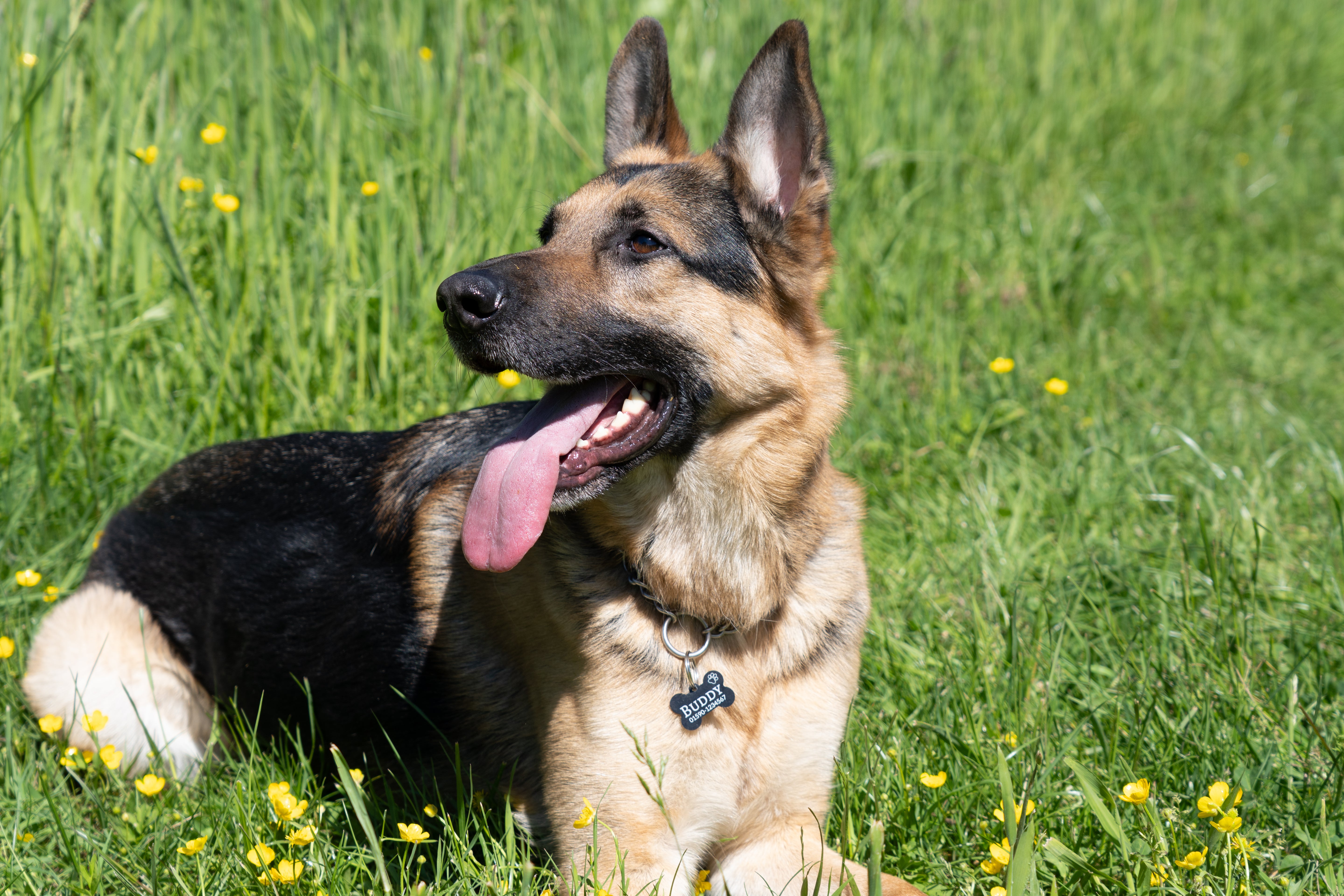 Personalisierte Hundemarke – Knochenform