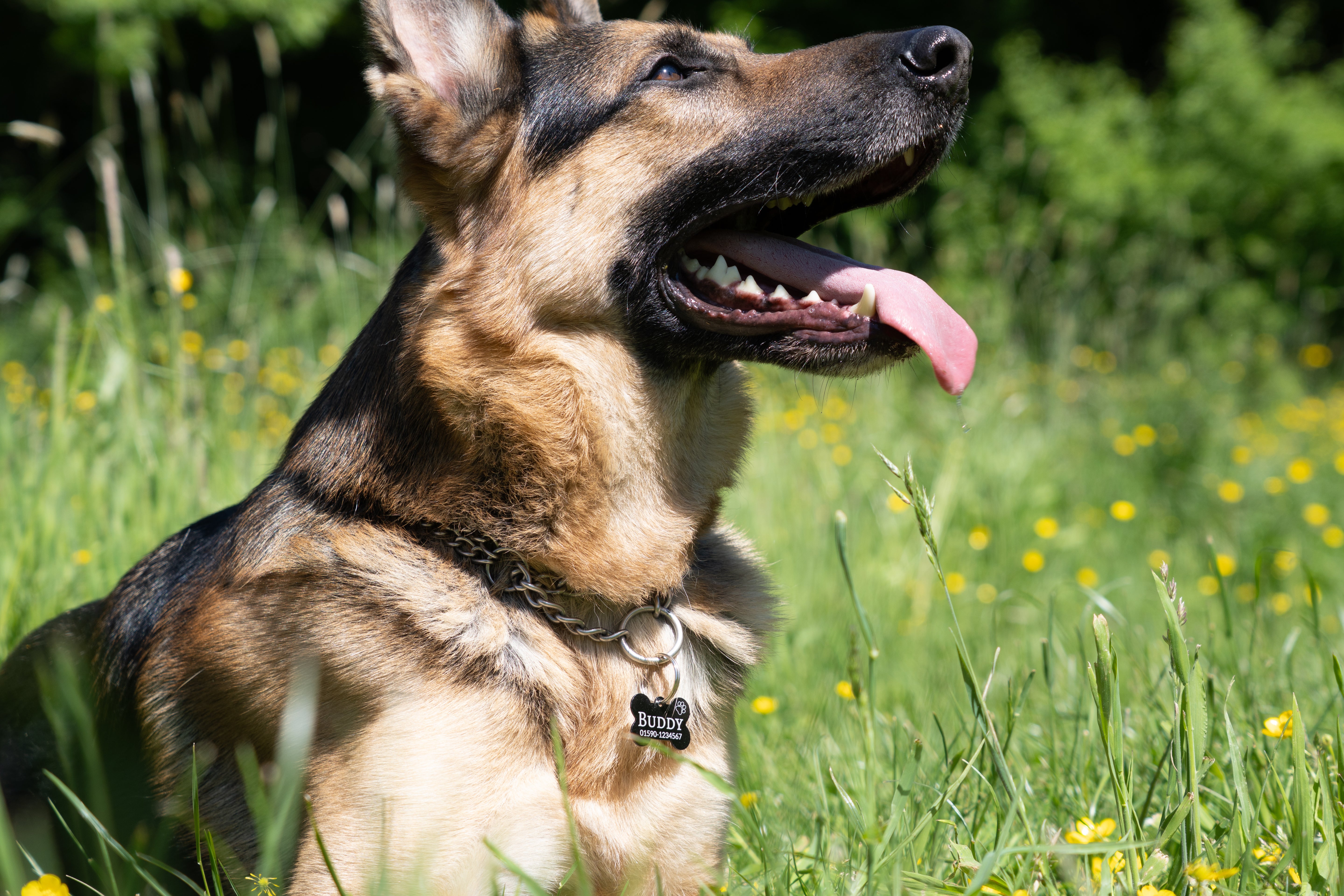 Personalisierte Hundemarke – Knochenform